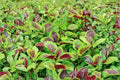 Edible Amaranth – Red Stripe Leaf/Red Beauty Tricolor – 500 Seeds | Heirloom Leaf Vegetable | Fast Growing | Edible & Ornamental