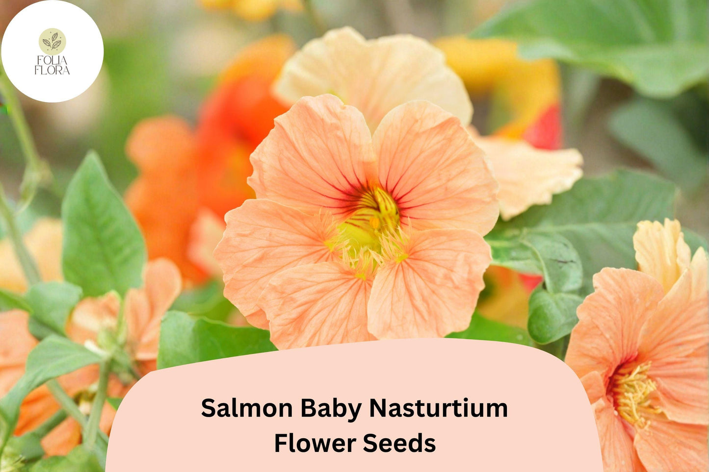 50+ Salmon Baby Nasturtium Seeds | Tropaeolum majus | Soft Salmon-Pink Blooms