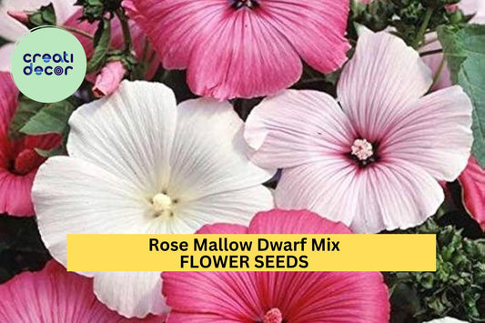 40 seeds Rose Mallow Dwarf Mix Seeds – Colorful Compact Hibiscus Blooms for Borders, Pots & Pollinator Gardens Seeds for Planting