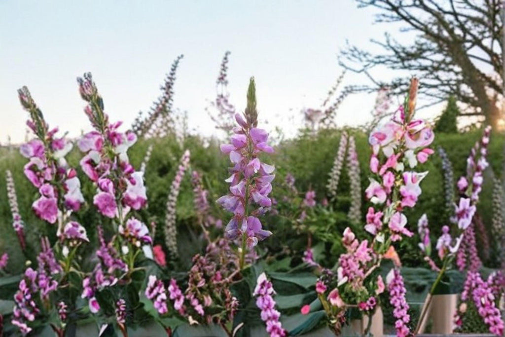 Showy Tick Trefoil – Desmodium canadense 25 Seeds | Native Perennial Wildflower | Nitrogen-Fixing | Pollinator & Wildlife Favorite