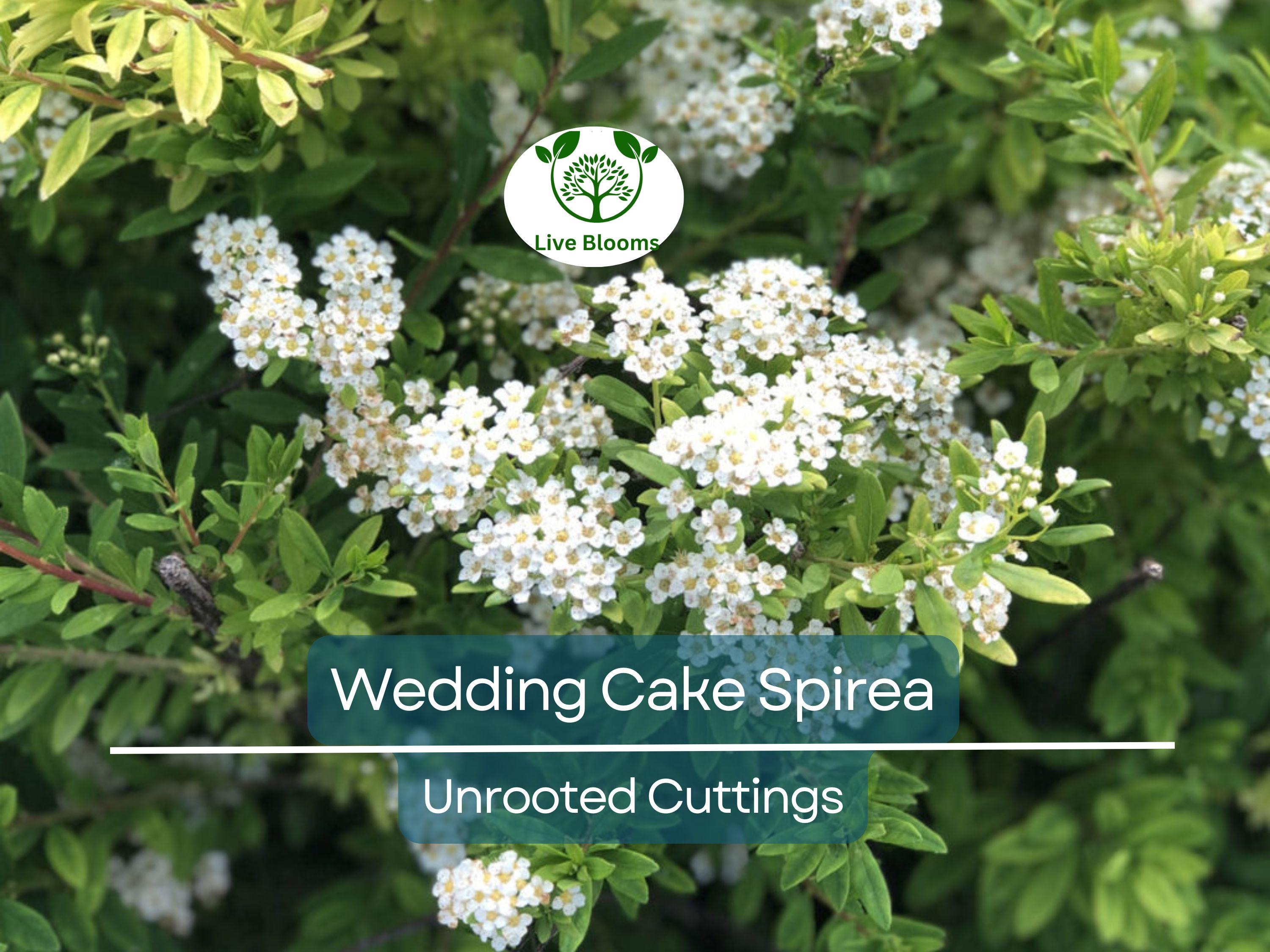 10 White Wedding Cake Spirea Unrooted Cuttings (Spiraea prunifolia) - 6-8 Inches, Ornamental Shrub, Hardy, Ideal for Landscaping & Gardens