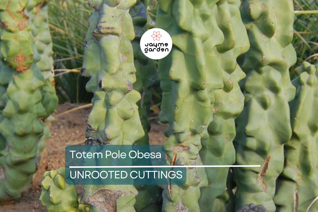 Totem Pole Obesa Cactus Cutting 9.5”-12” | Unrooted, Easy to Propagate | Sustainably Sourced | Unique Cactus for Indoor/Outdoor