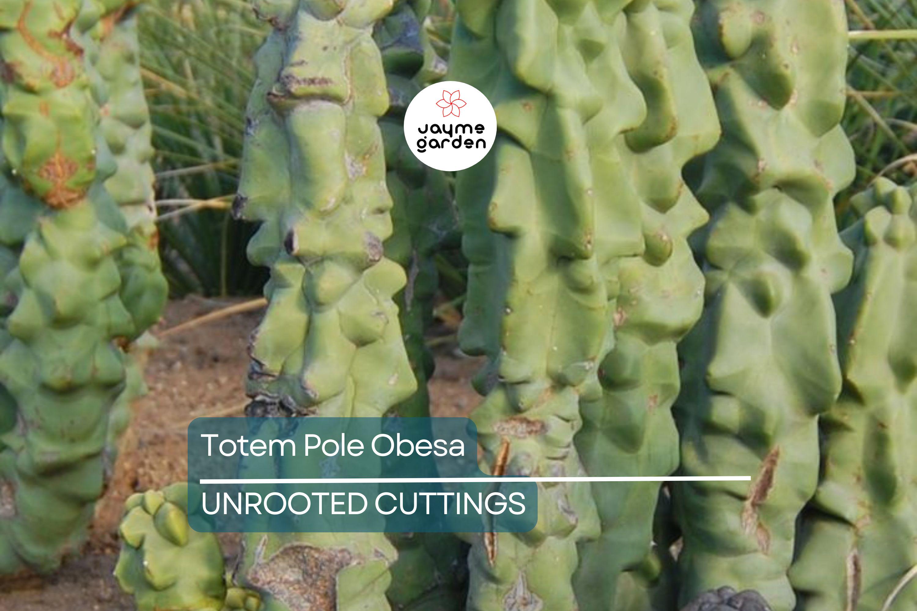 Totem Pole Obesa Cactus Cutting 9.5”-12” | Unrooted, Easy to Propagate | Sustainably Sourced | Unique Cactus for Indoor/Outdoor
