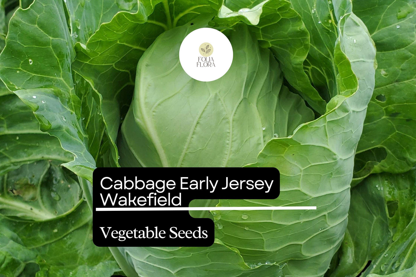 500+ Jersey Wakefield Cabbage Seeds | Brassica oleracea | Heirloom Early Pointed-Head Cabbage for Garden Planting