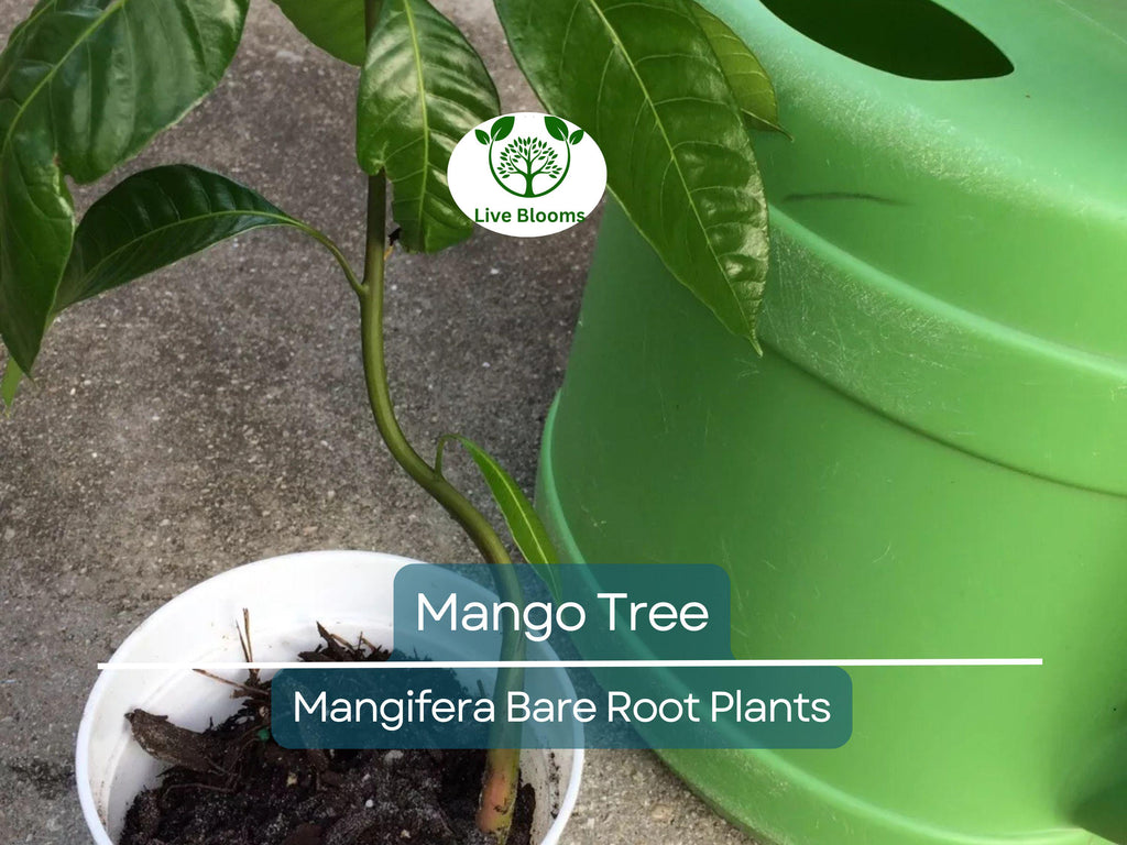 1 Mango Tree – Live Tropical Fruit Plant 6–9” Seedling – Bare Root Mango Tree for Container or Garden – Mangifera indica