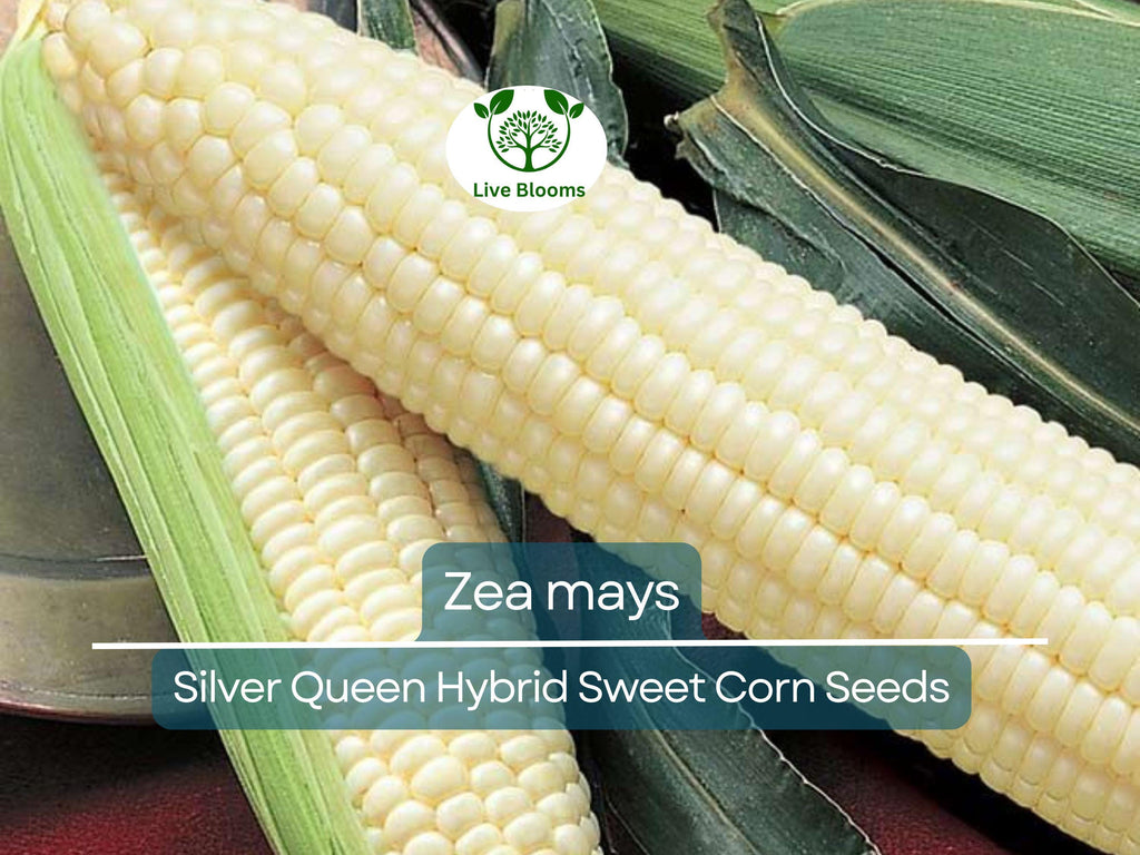 35 Seeds Corn Silver Queen Hybrid Sweet – Zea mays | Heirloom Sweet Corn for Planting, Gardening & Delicious Summer Harvests