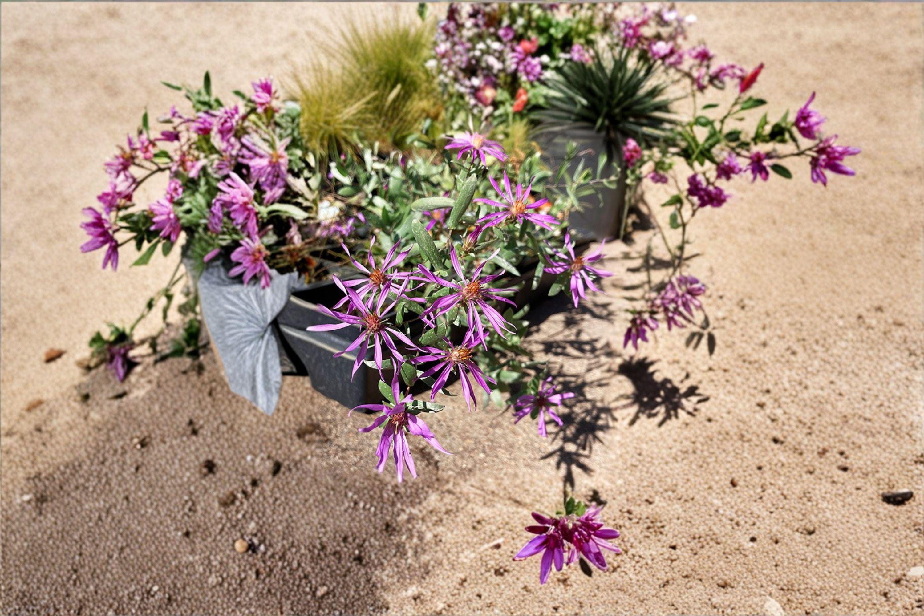 Symphyotrichum sericeum – Silky Aster | 100 Seeds | Native Purple Aster Wildflower | Pollinator Garden Plant