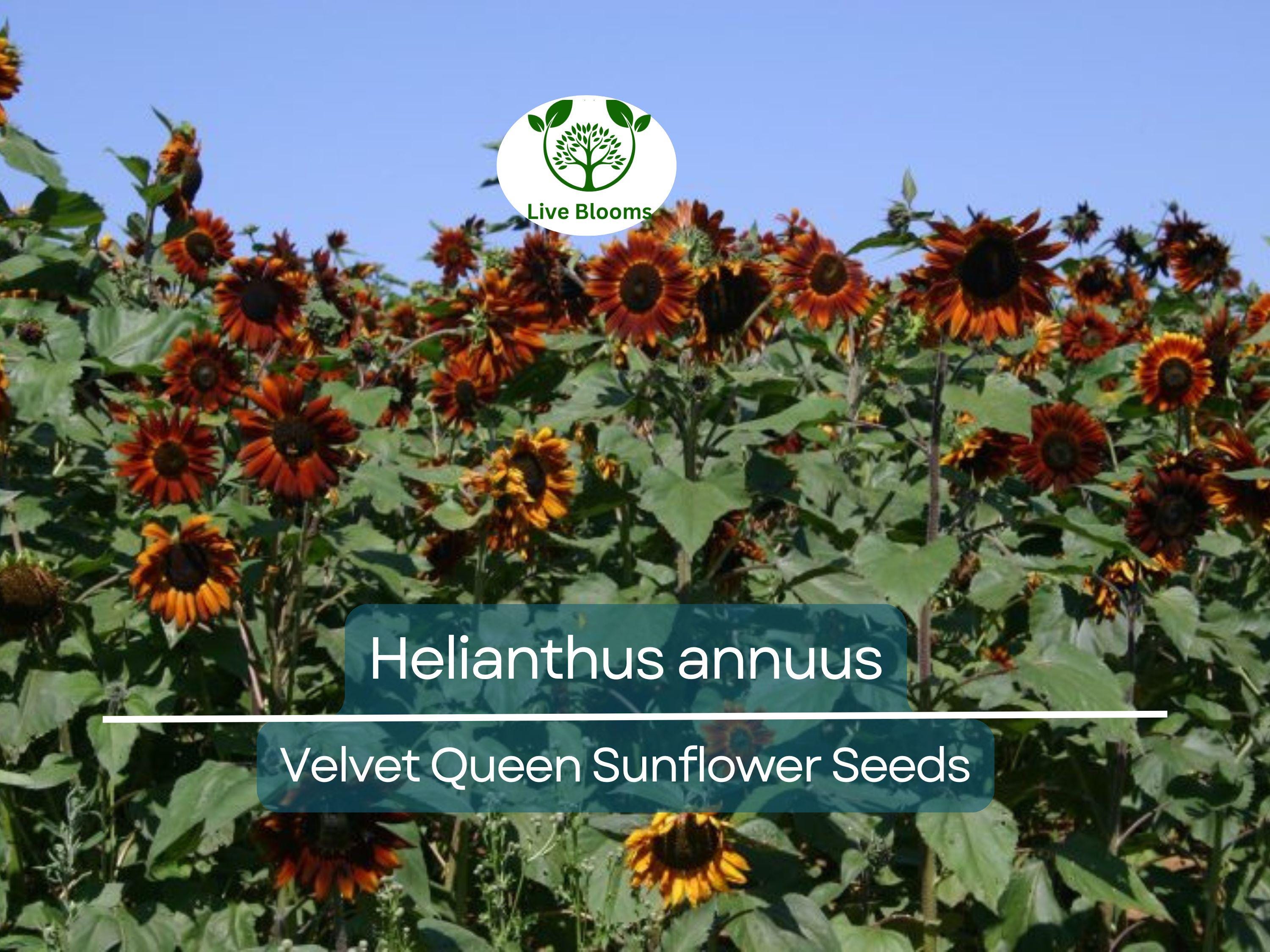 1 Gram Seeds Velvet Queen Sunflower for Planting | Vibrant Rusty-Red Blooms | Ornamental Sunflowers for Gardens, Bouquets, and Wildlife