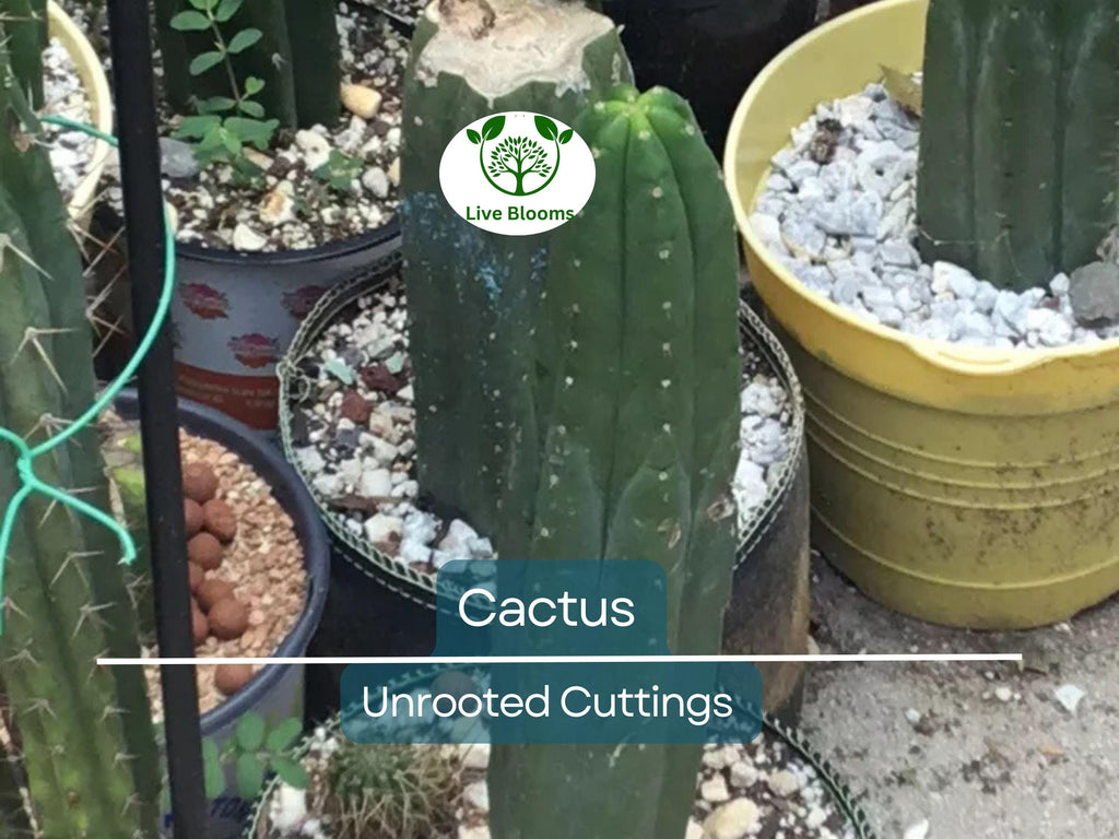 1 Foot Cactus Unrooted Cuttings – Perfect for Propagation, Garden Cactus, Easy-to-Grow, Ideal for DIY Projects