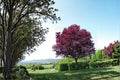 Cistena Plum 2 Live Plants 2ft Tall (Prunus cerasifera) Purple Leaf Plum Tree