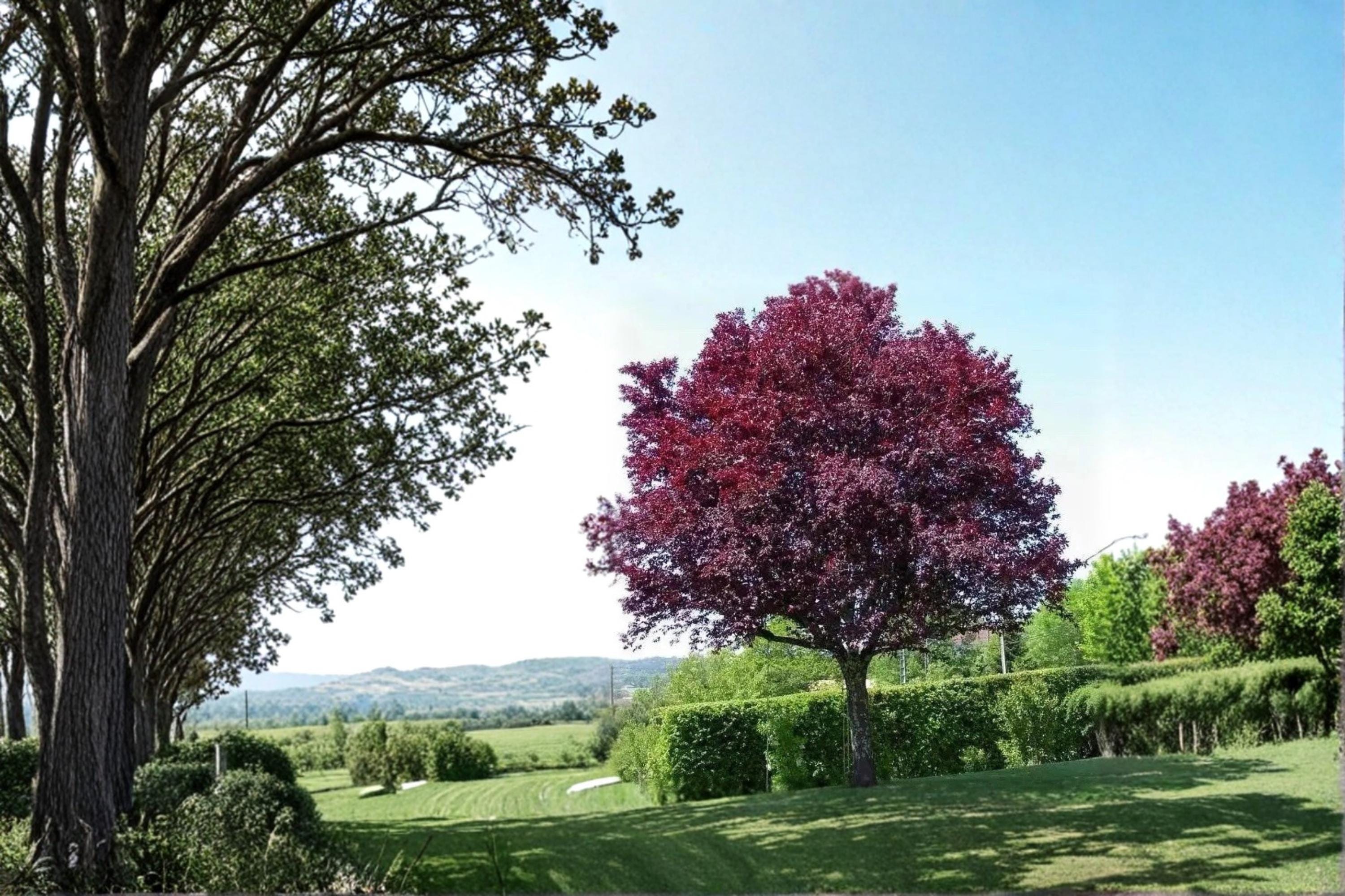 Cistena Plum 2 Live Plants 2ft Tall (Prunus cerasifera) Purple Leaf Plum Tree