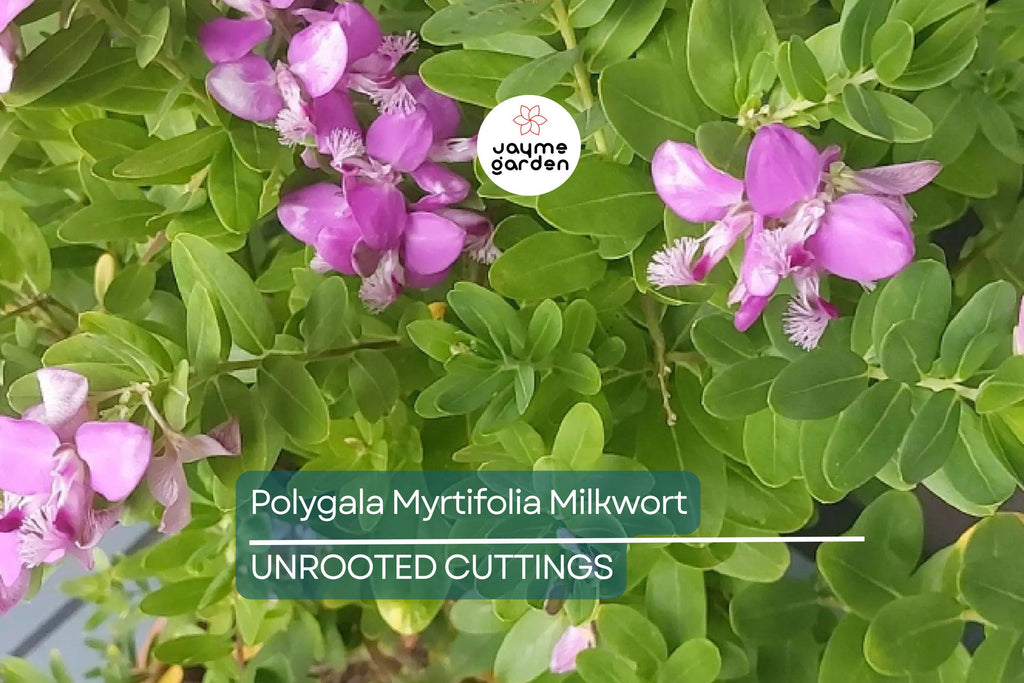 Polygala Myrtifolia Milkwort 6" Live Cuttings – 7 Sweet Pea Bush Plants, Evergreen Blooms, Fast Growing, Perennial Shrub