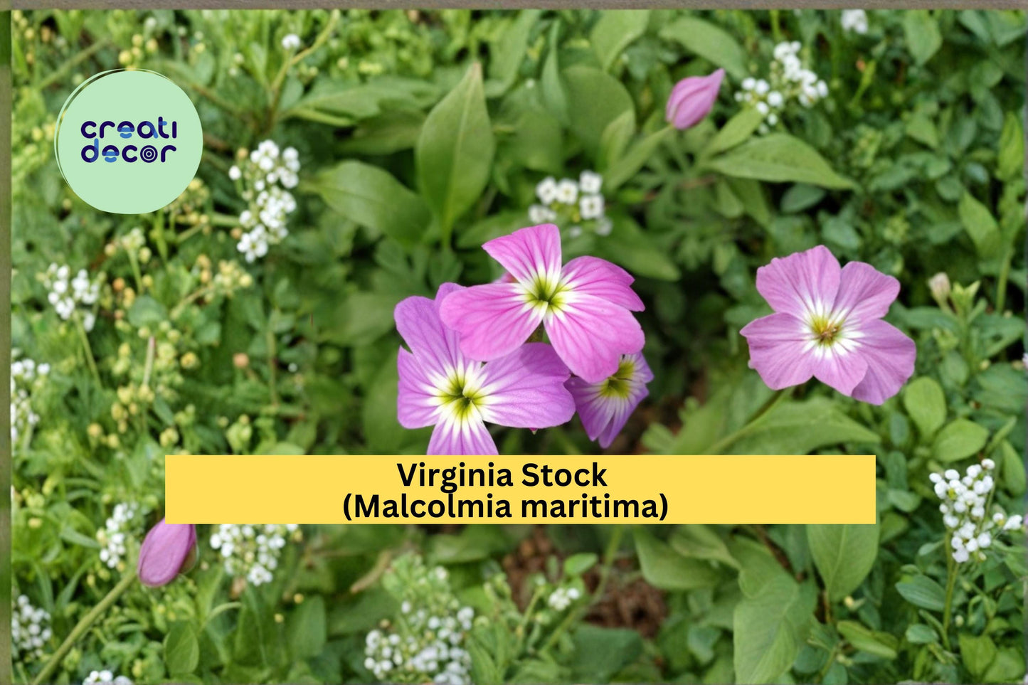 Virginia Stock Seeds Malcolmia maritima 100 Count Colorful Annual Garden Flower Seeds Spring Bloom Border Plant