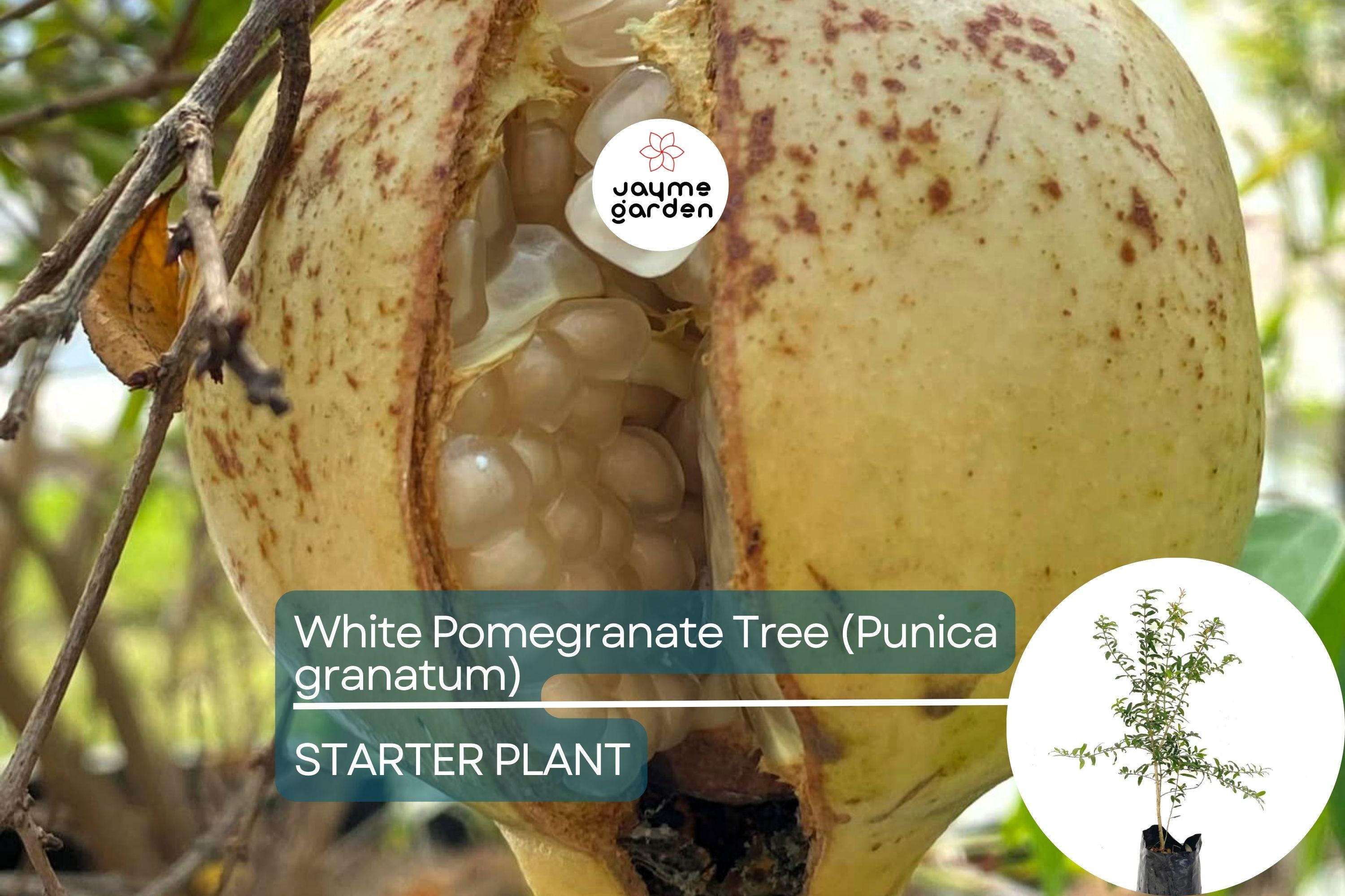 White Pomegranate Tree Live Starter Plant 12-24" | Sweet Tropical Fruit Tree | Low Maintenance & Drought Tolerant | USDA Zones 7-11