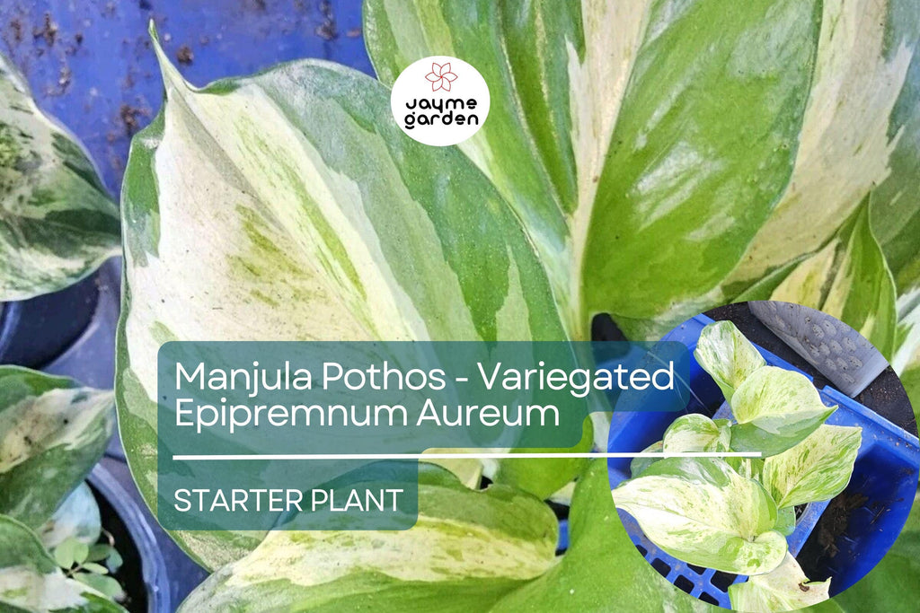 Manjula Pothos Starter Plant - Variegated Epipremnum Aureum - Unique White Green Foliage for Indoor Decor, Hanging Baskets & Shelves