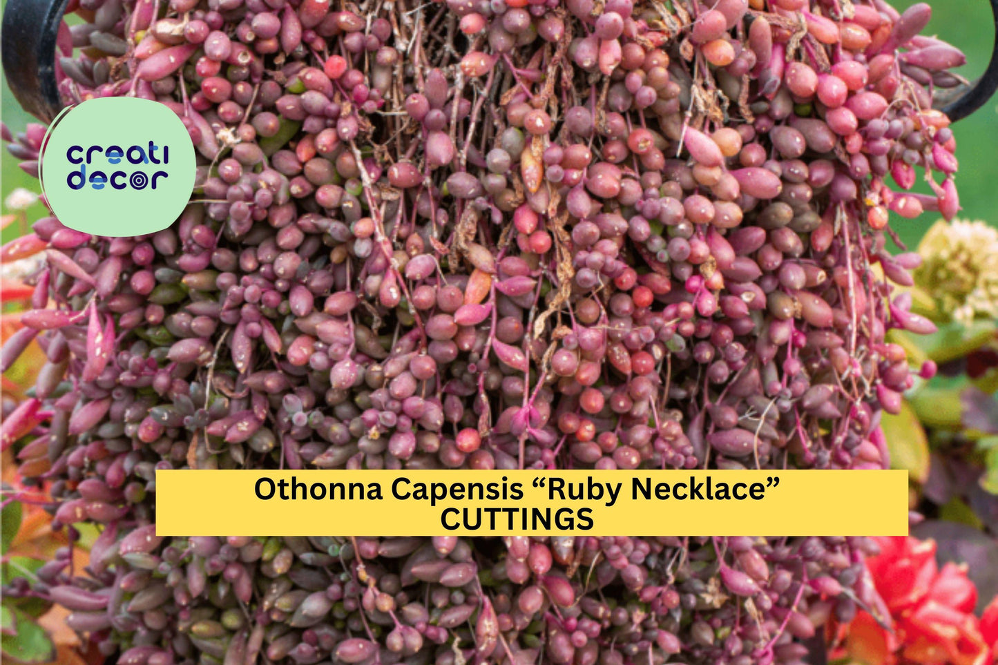 10 Ruby Necklace Cuttings – Othonna Capensis Succulent Cuttings, Trailing Purple Stems for Pots, Baskets & Rock Gardens – Organic USA