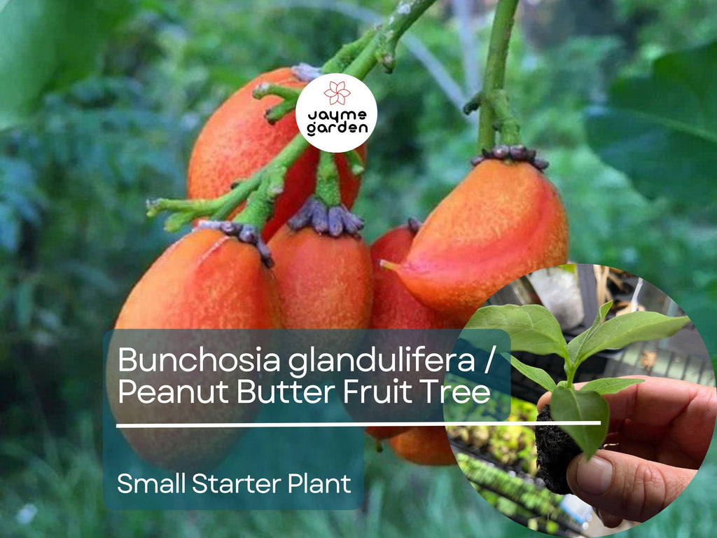 2 Small Peanut Butter Tree Starter Plants - Rare Fruit Tree (Bunchosia glandulifera) - Sweet Tropical Fruit for Garden & Orchard