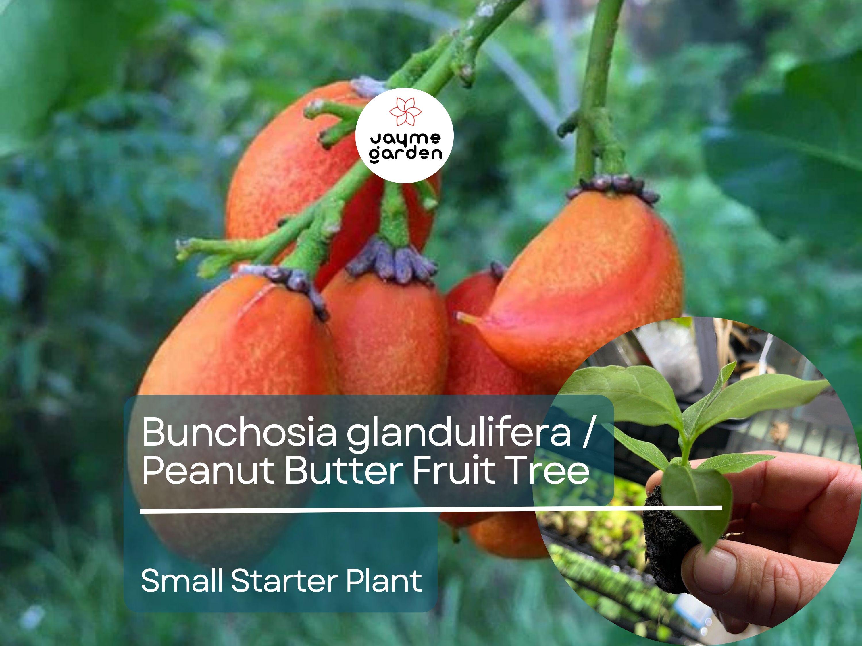 2 Small Peanut Butter Tree Starter Plants - Rare Fruit Tree (Bunchosia glandulifera) - Sweet Tropical Fruit for Garden & Orchard