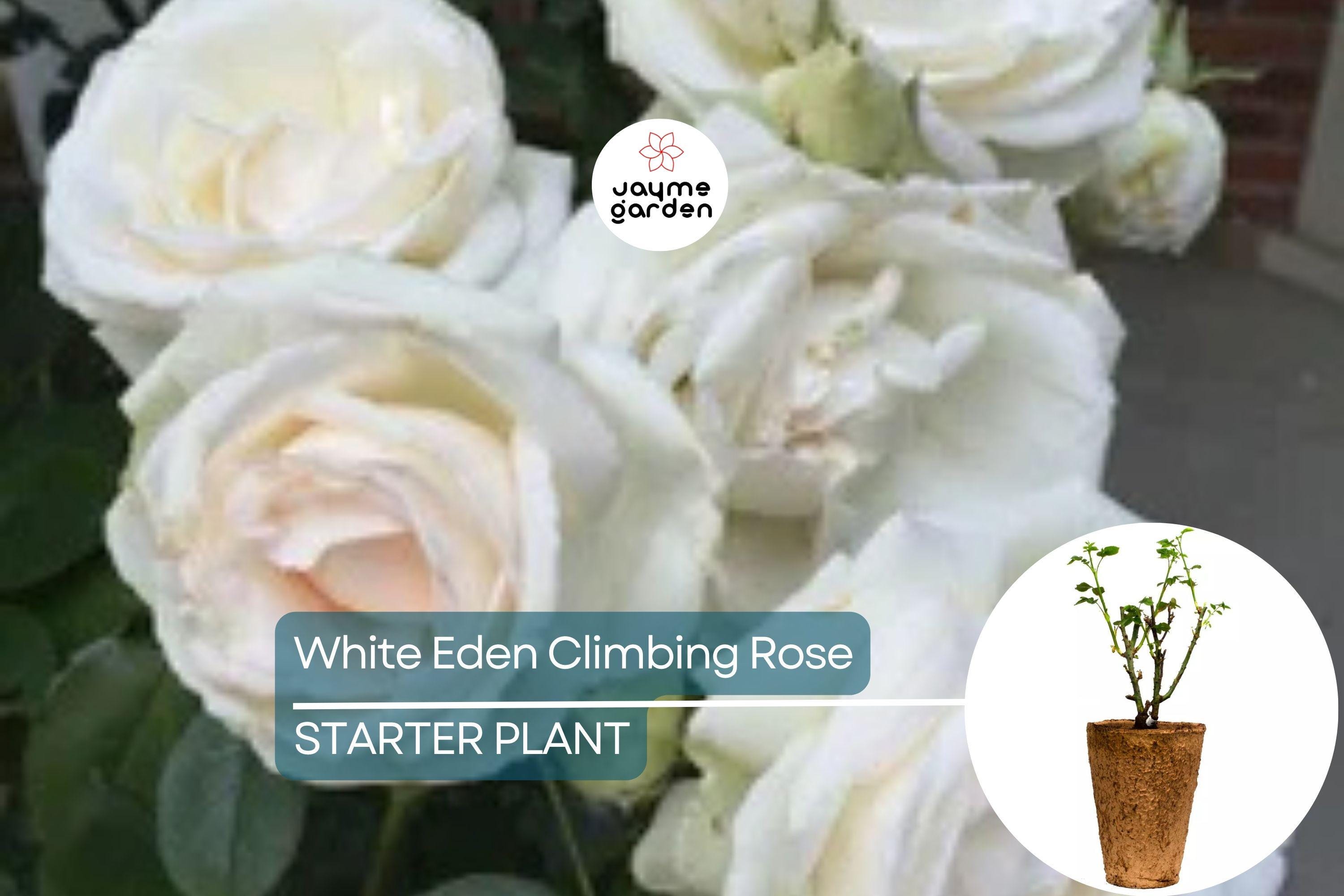 White Eden Climbing Rose – 1.5 Gal Pot | 100+ Petals | Creamy White Blush Flowers | Own Root | Hardy Zones 5-9 | 12’ Tall | Repeat Bloomer