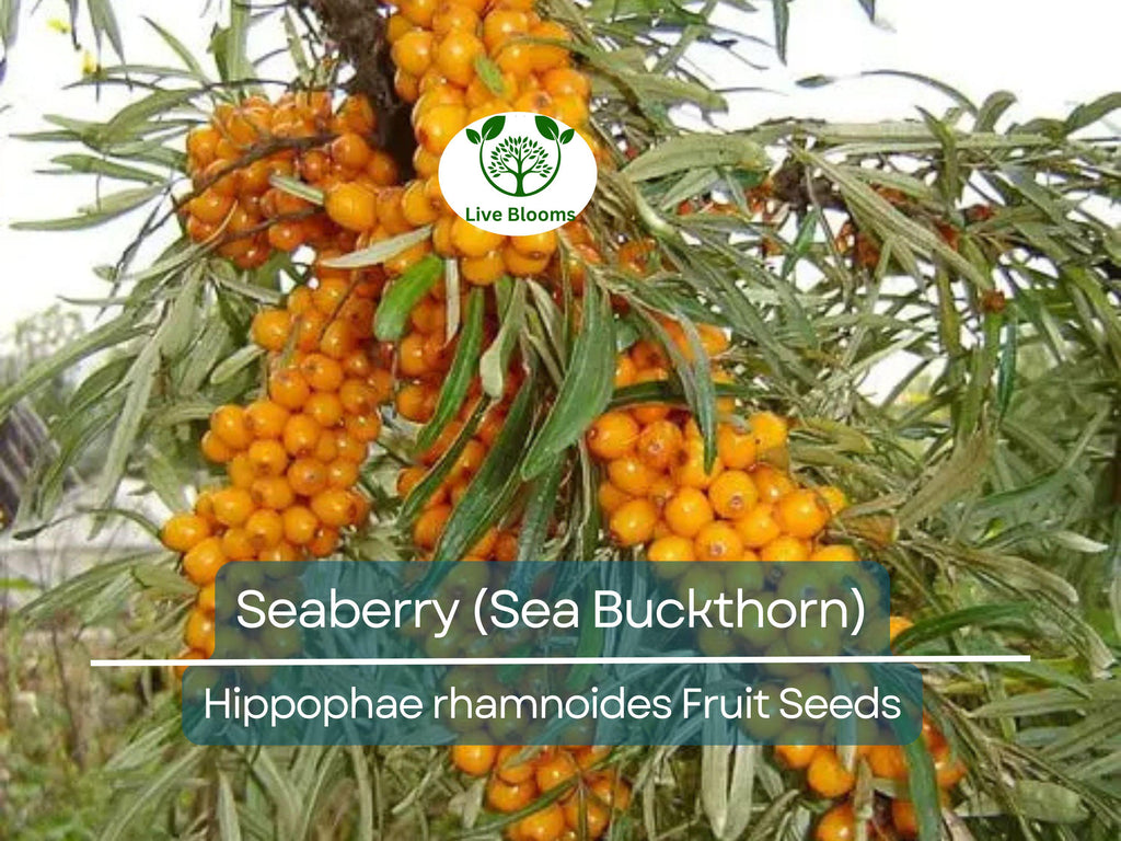 50 Seaberry Seeds - Sea Buckthorn (Hippophae rhamnoides), Edible Berry Fruit, High Yield, Organic, Nutrient-Rich, for Garden Planting