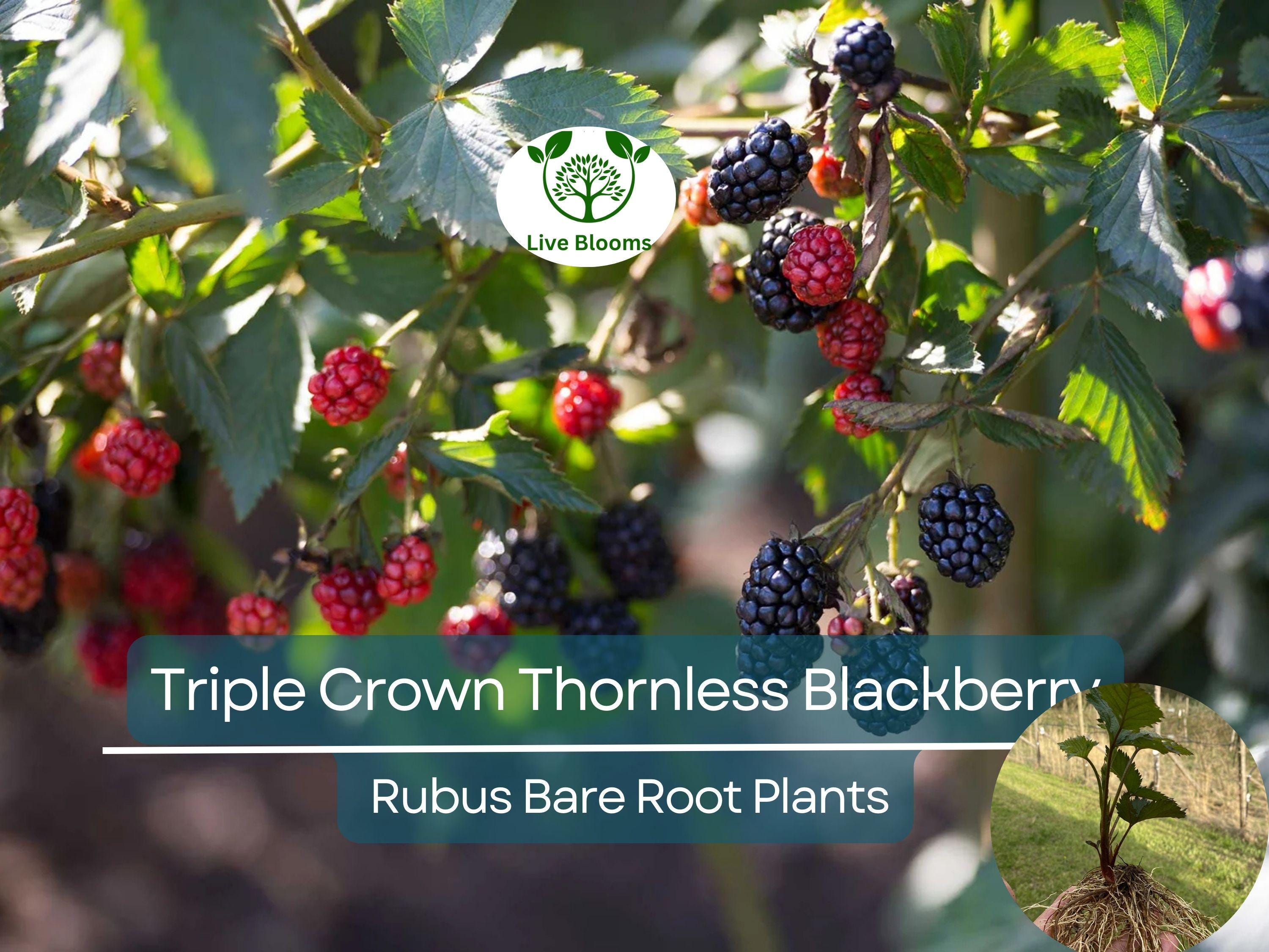 3 Bare Root Triple Crown Thornless Blackberry Plants - Rubus fruticosus, High Yield, Sweet Large Fruit, Non-GMO, Cold Hardy