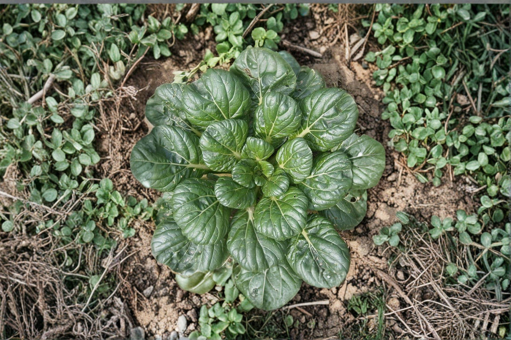 Pak Choi / Tatsoi 250 Seeds | Asian Leafy Green | Cold-Hardy | Fast-Growing Vegetable