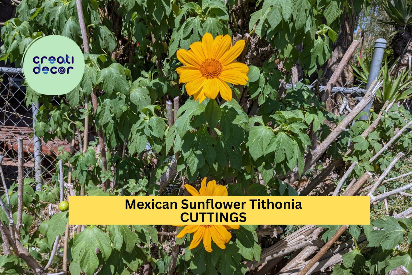 10 Mexican Sunflower Cuttings | Tithonia Diversifolia Starter Plants | Organic Perennial Blooms for Gardens and Landscapes