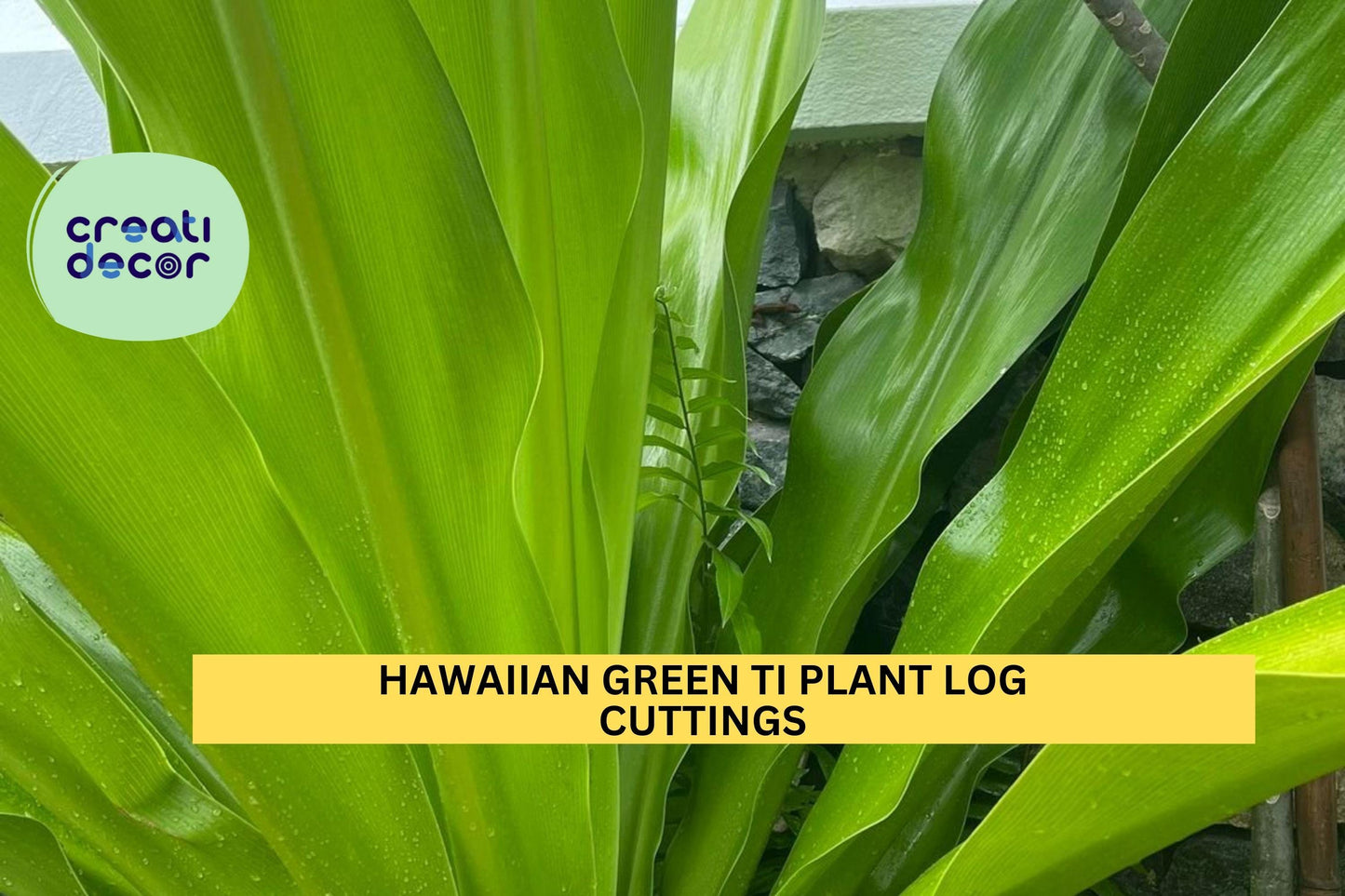 Hawaiian Green Ti Plant Cuttings | 2 Unrooted Logs | Cordyline Fruticosa | Tropical Starter Stems | Grown in Hawaii
