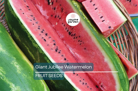 Giant Jubilee Watermelon Seeds - Heirloom, Non-GMO, 25-40 lb Fruits, Sweet Red Flesh, High Yield, Fresh Garden Seeds, 5 Seeds per Pack