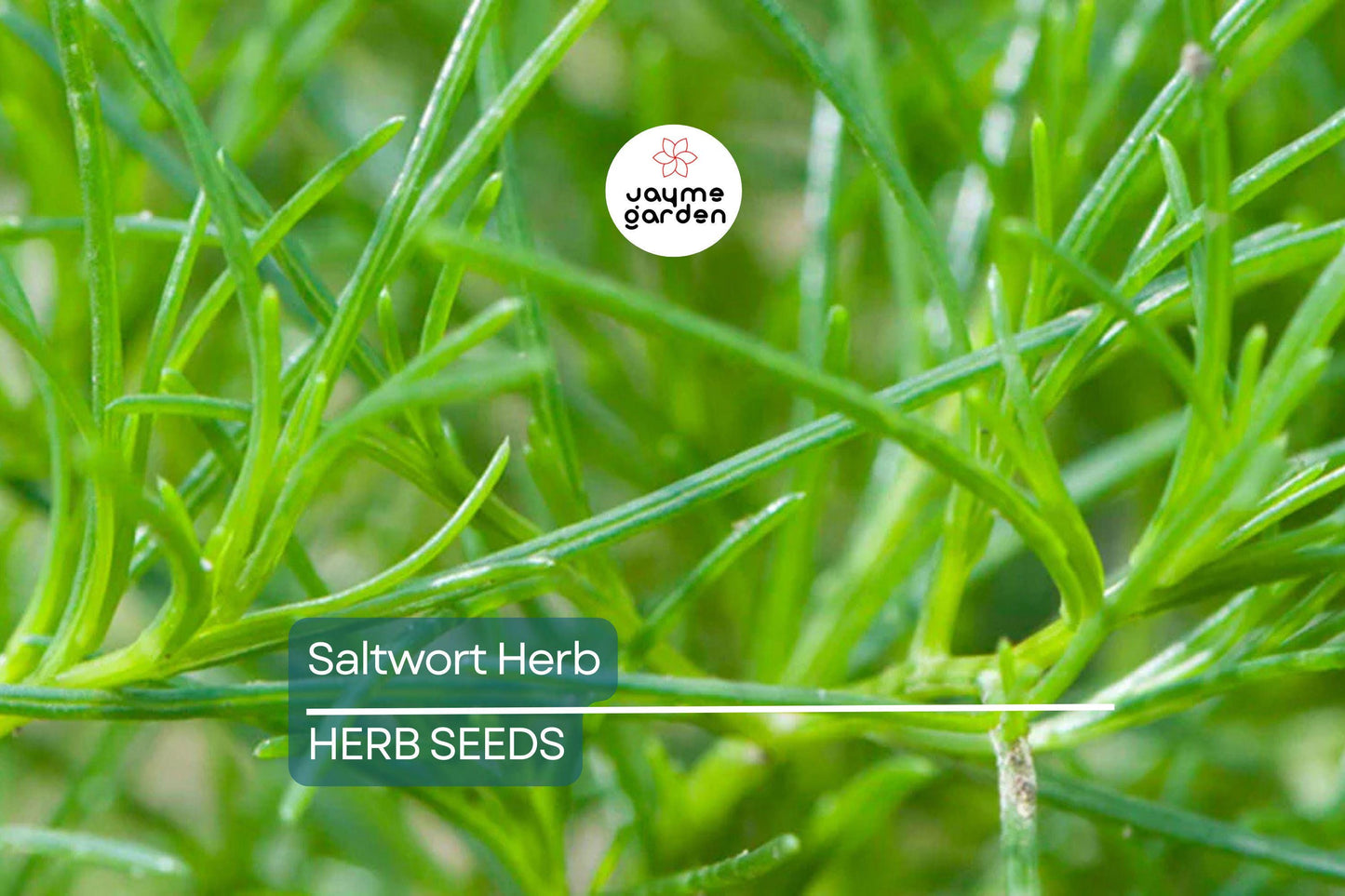 200 Saltwort Herb Seeds – Non-GMO, Traditional Japanese Culinary Herb, USA Seller, Free Shipping