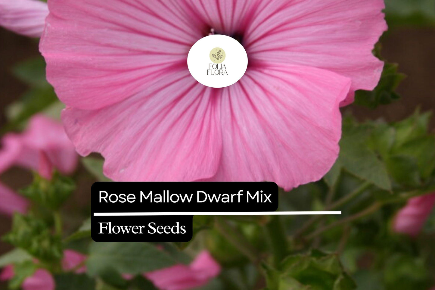 250mg Dwarf Rose Mallow Mix Seeds, Hibiscus moscheutos, Compact Perennial with Vibrant Mixed Blooms