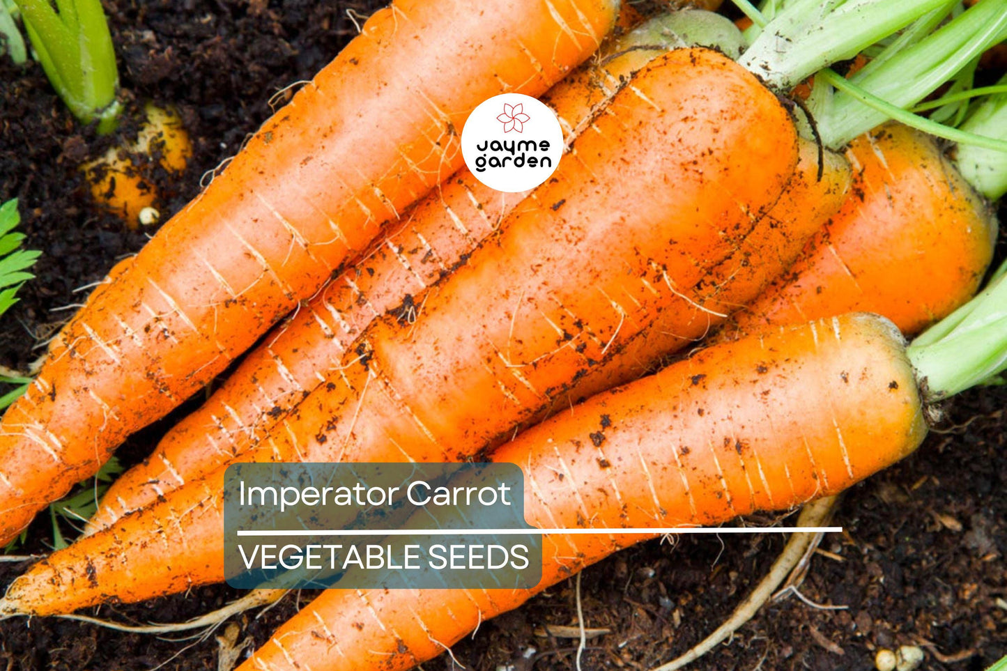 2,000 Imperator Carrot Seeds - Heirloom, NON-GMO, All-America Selections, Free Shipping