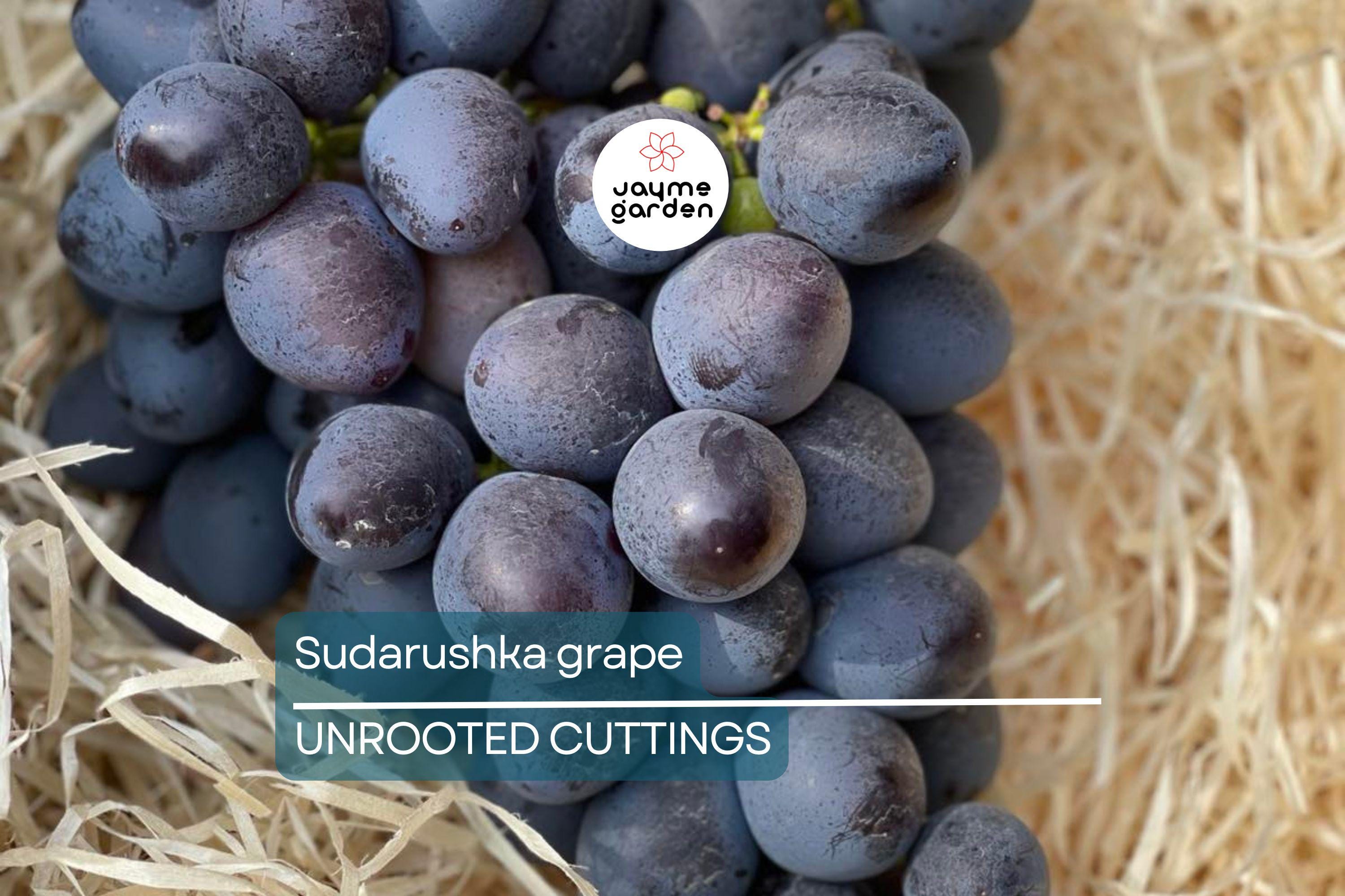 Sudarushka Grape Cuttings | 2 Hardwood Cuttings | Imported from Ukraine | Easy to Root | Early Ripening, Sweet Juicy Berries