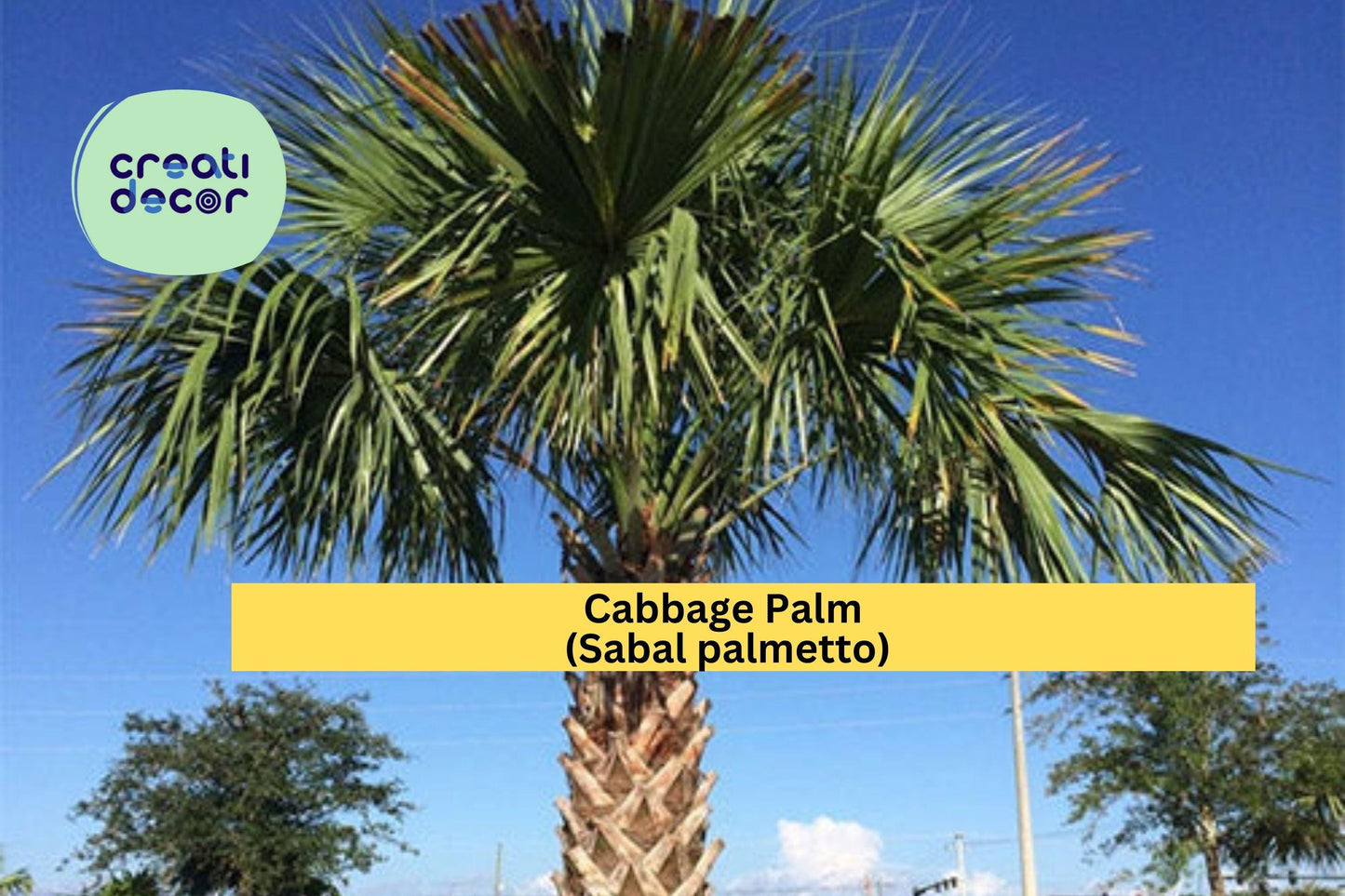 Cabbage Palm Seeds (Sabal palmetto) – 5 Hardy Palmetto Seeds | Cold-Hardy Palm | Drought-Tolerant | Native Tree | Coastal Landscaping