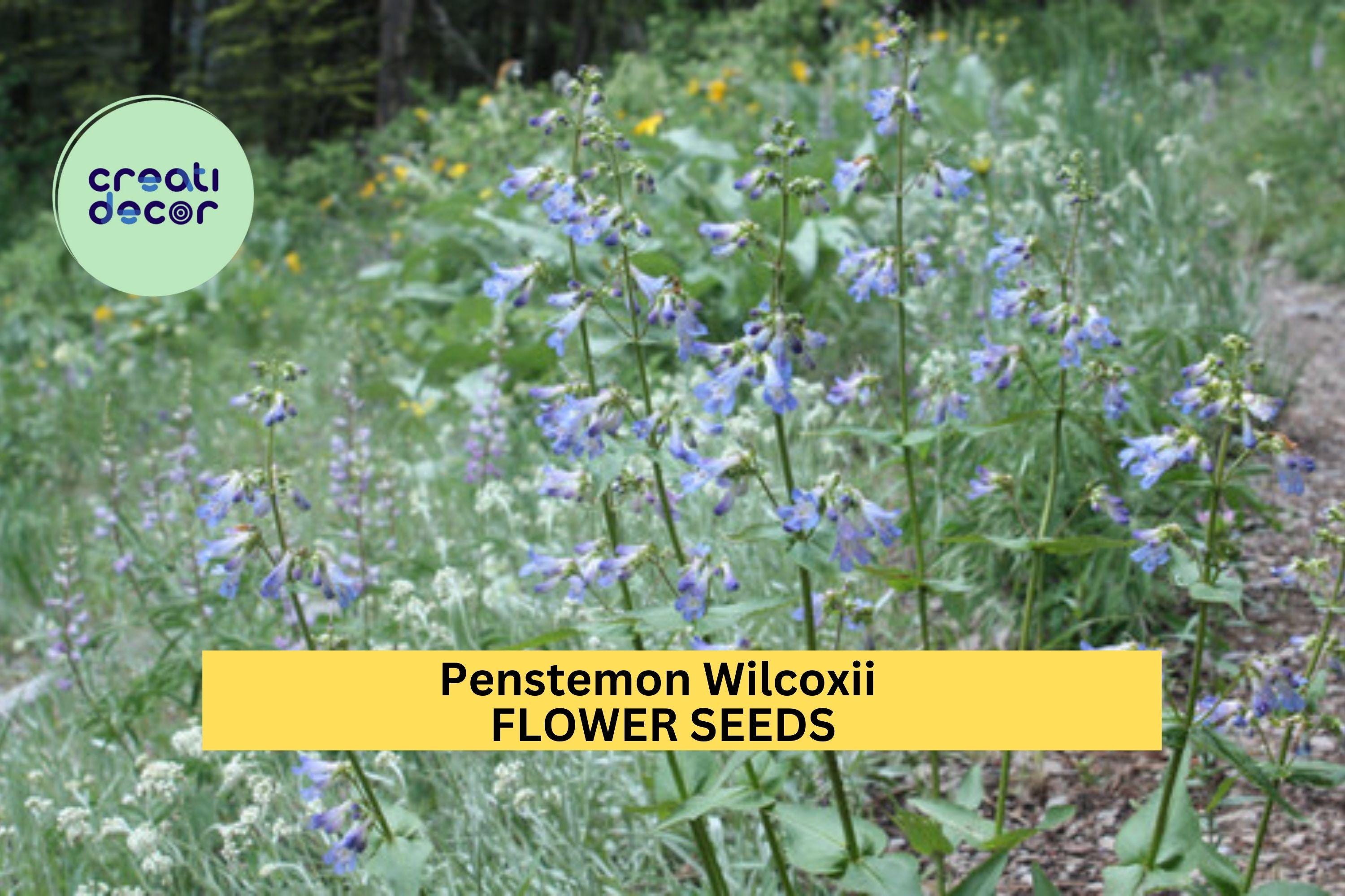 3pcs of 100mg Penstemon wilcoxii Seeds – Wilcox's Penstemon for Native Pollinator Gardens and Dry Rocky Soils Seeds for Planting