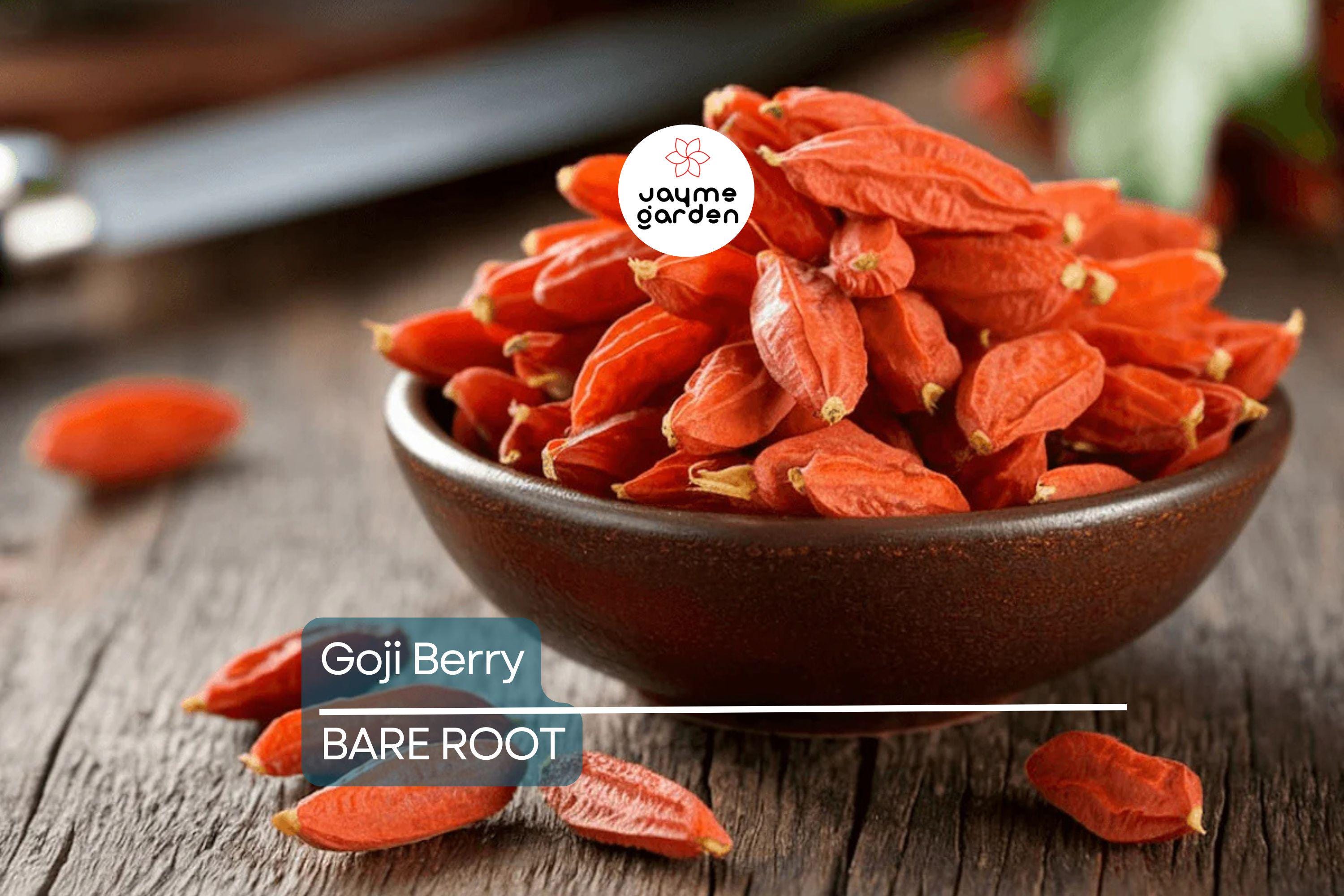 2 Fresh Goji Berry Cuttings – Bare Root Live Plant – Easy to Grow – Ready to Plant