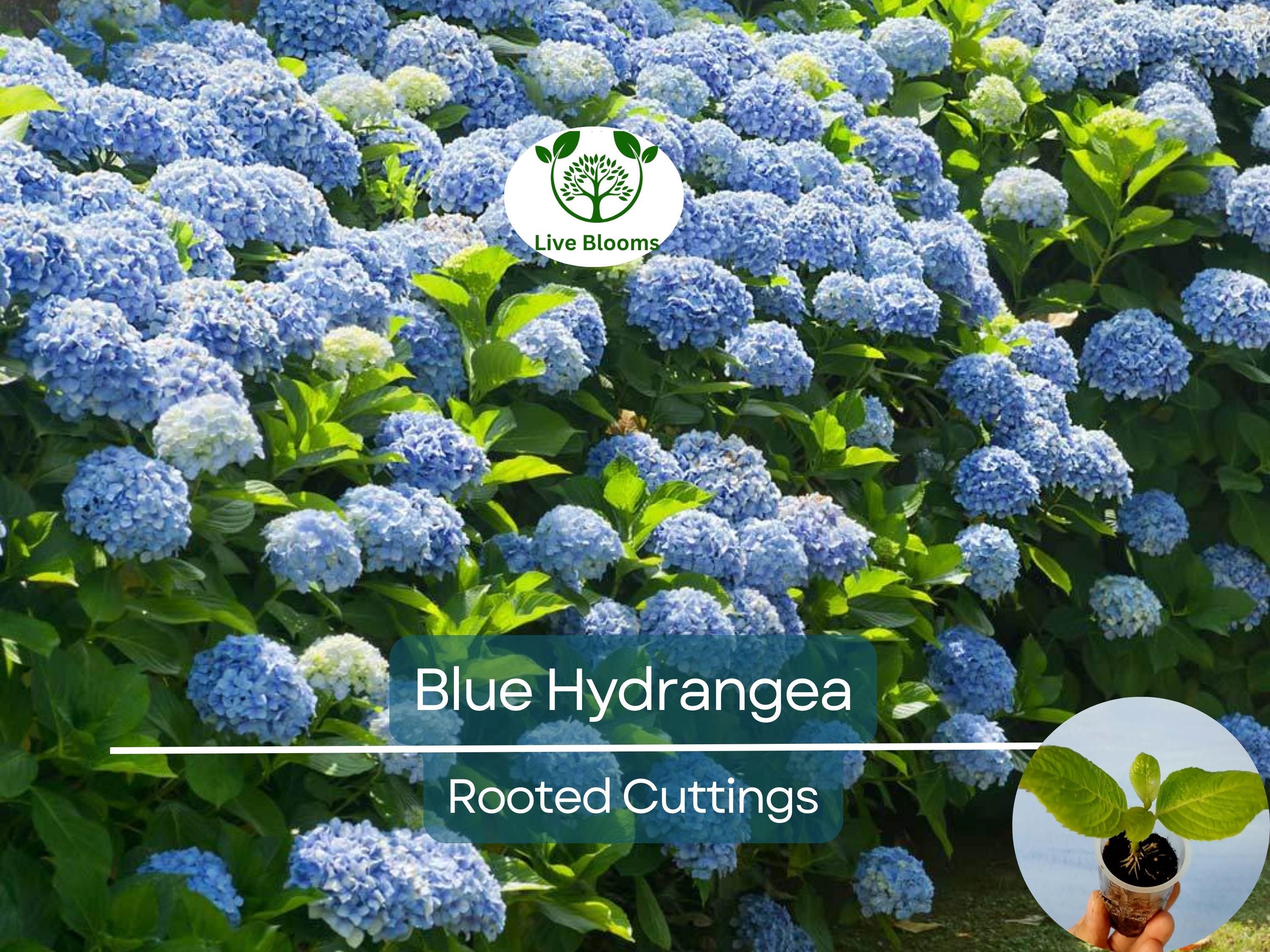1 Blue Hydrangea Plant (Hydrangea macrophylla) 3-8" Tall, Fully Rooted Cutting, Live Garden Shrub, Beautiful Flowers, Indoor/Outdoor Plant