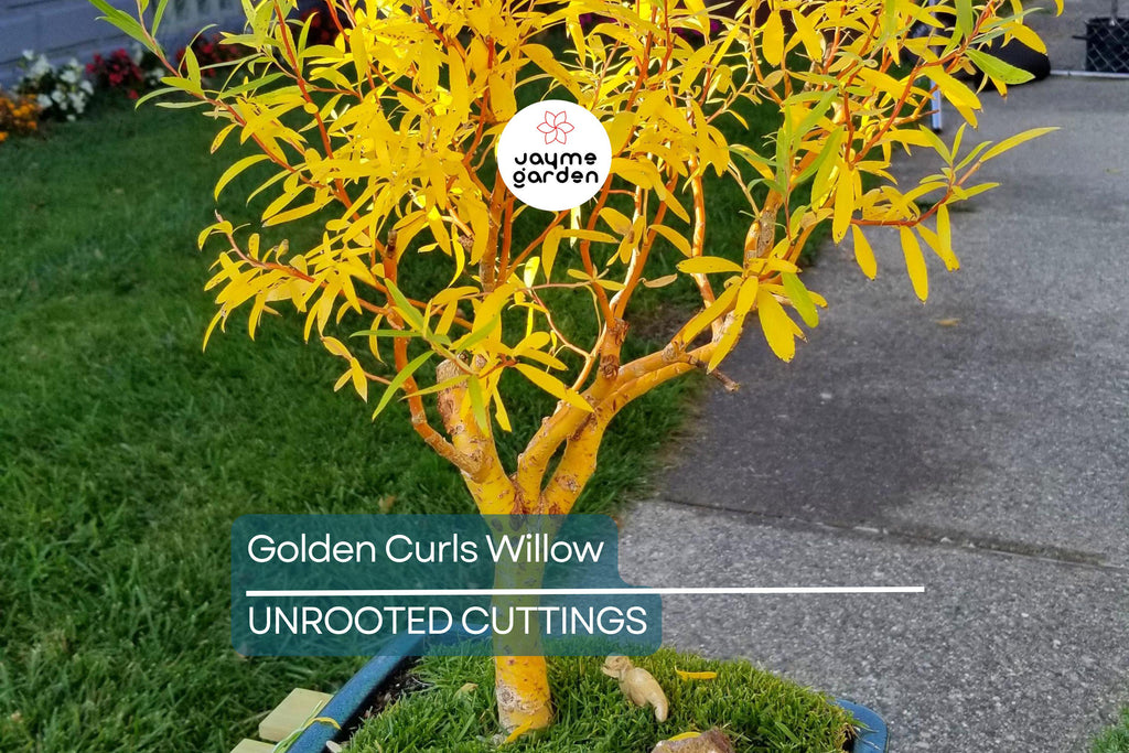 Rare Golden Curls Willow Tree Cutting | Live Dwarf Gold Dragon Claw Plant | Fast Growing Bonsai | Hardy Zones 3-10