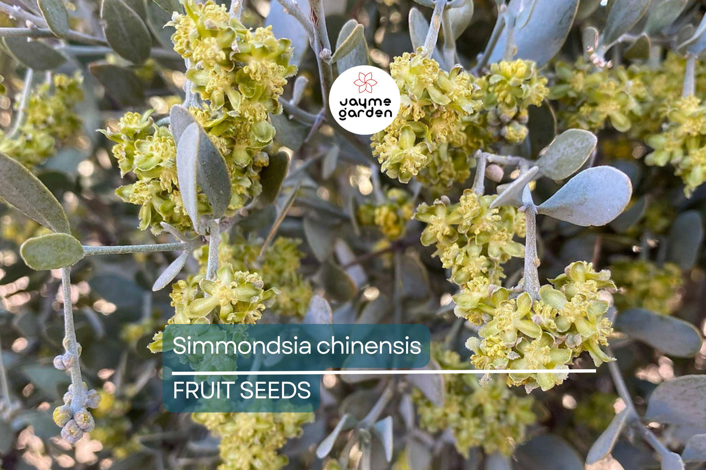 5 Jojoba Tree Seeds (Simmondsia chinensis) – Drought-Tolerant Shrub, Goat Nut Plant, USDA Zones 9-10, Rare Native Arid Climate Plant