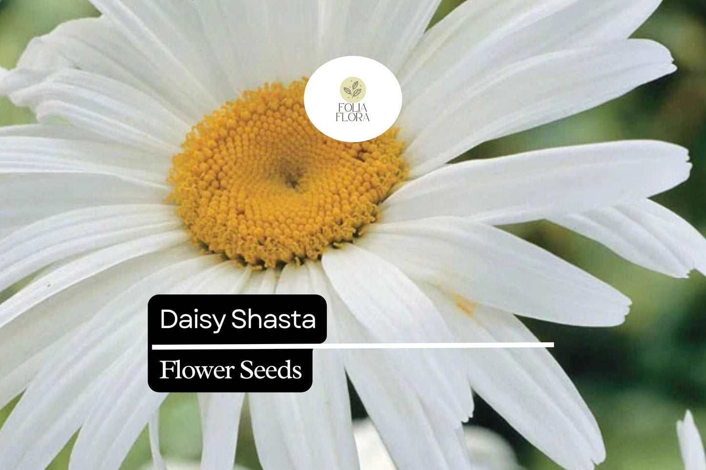 100mg Shasta Daisy Seeds, Leucanthemum × superbum, Hardy Perennial with Classic White Blooms