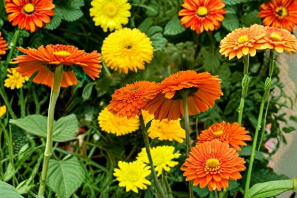 Calendula – Calendula officinalis 100 Seeds | Pacific Beauty Orange | Bright Hardy Annual | Pollinator-Friendly Flower