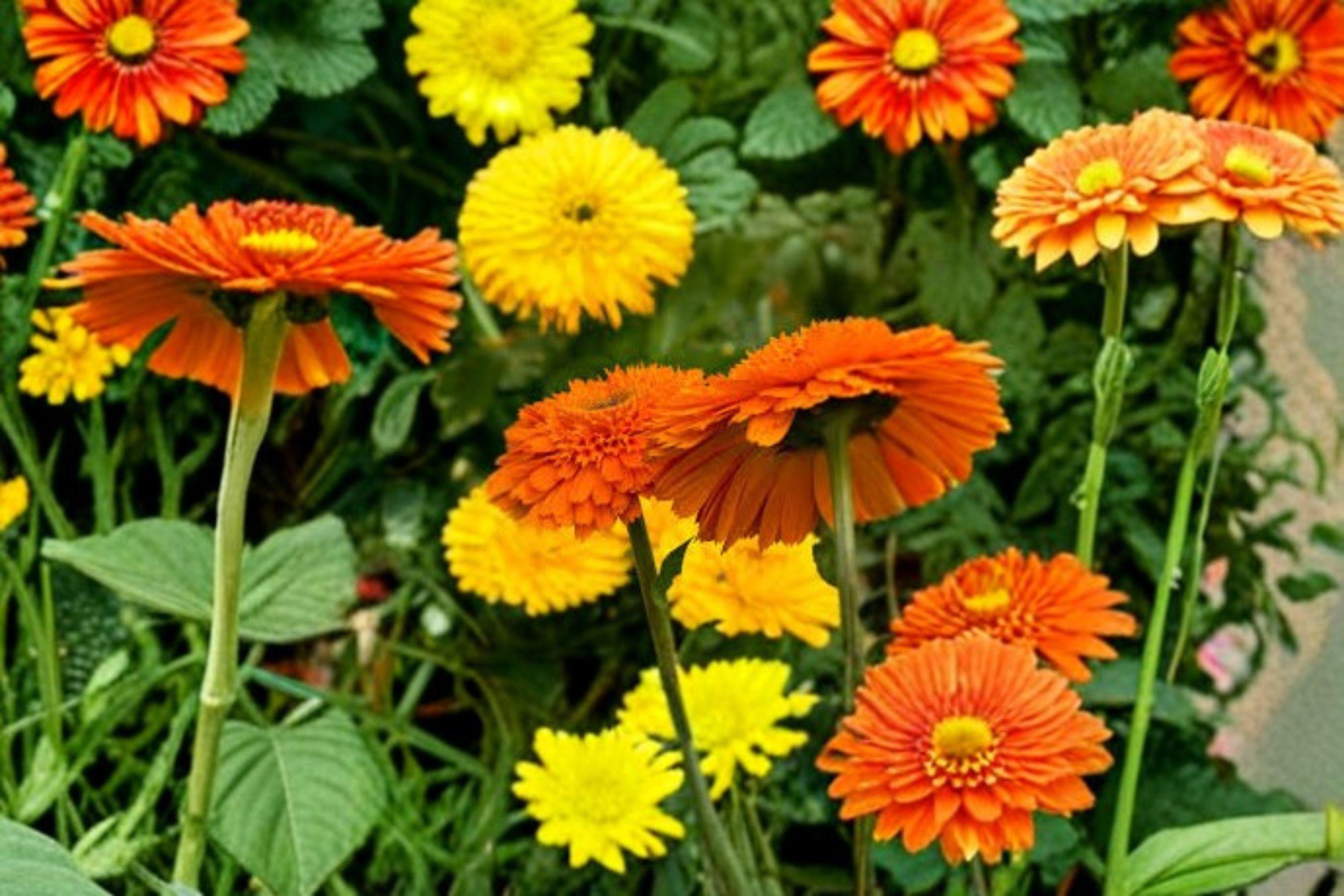 Calendula – Calendula officinalis 100 Seeds | Pacific Beauty Orange | Bright Hardy Annual | Pollinator-Friendly Flower