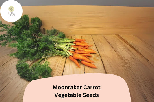 1000+ Moonraker Carrot Seeds – Sweet, Crisp, White Heirloom Carrots