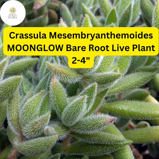 Crassula Mesembryanthemoides ‘Moonglow’ | 1 Live 2-4" Bare Root Succulent | Fuzzy Leaves, Compact Growth, Rare Easy-Care Plant