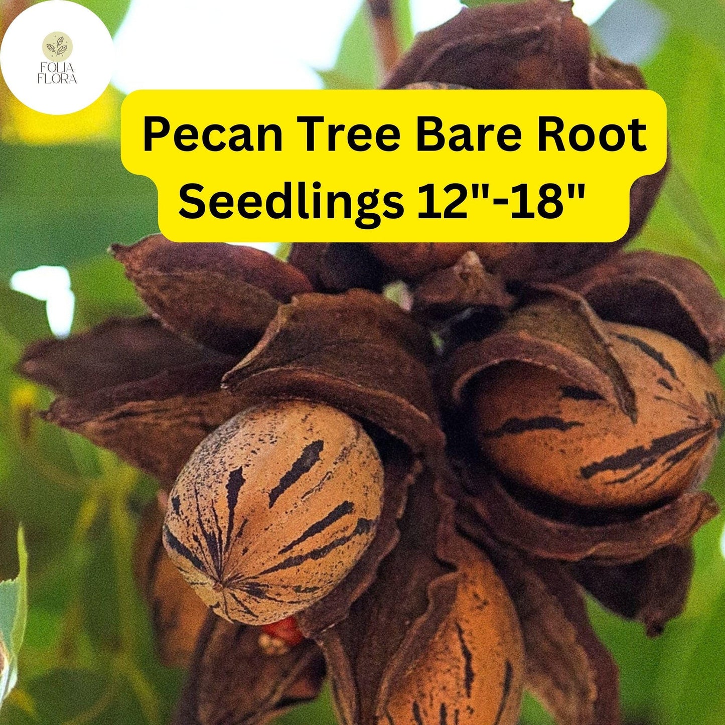 2 Live Bare-Root Seedlings Hardy Pecan Trees (Carya illinoinensis) 12"-18"