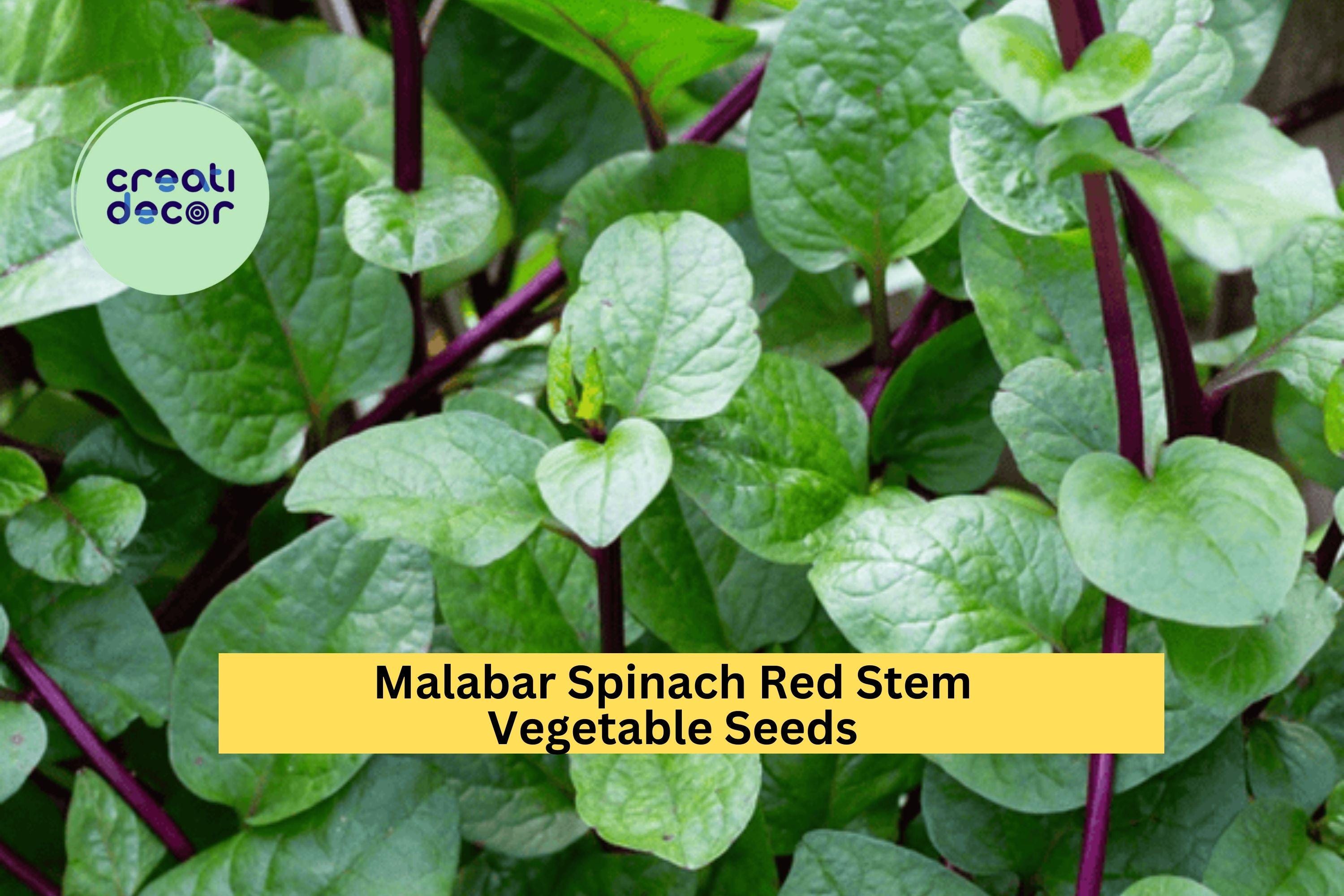 3pcs of 500mg Red Stem Malabar Spinach Seeds – Fast Growing Vine, Heat-Tolerant Greens for Garden or Trellis Planting Seeds for Planting
