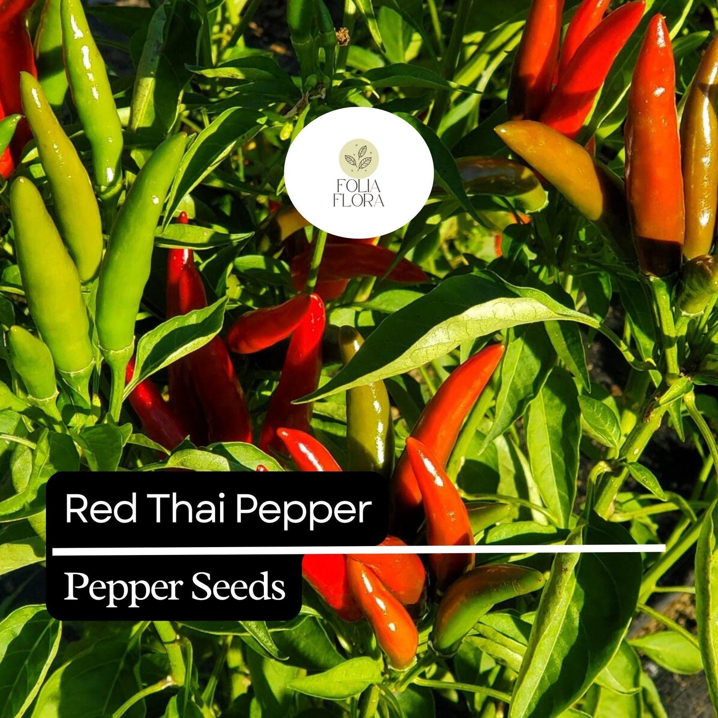 20 Red Thai Pepper Seeds – Hot & Spicy, Heirloom, Non-GMO, High-Yield Chili Peppers
