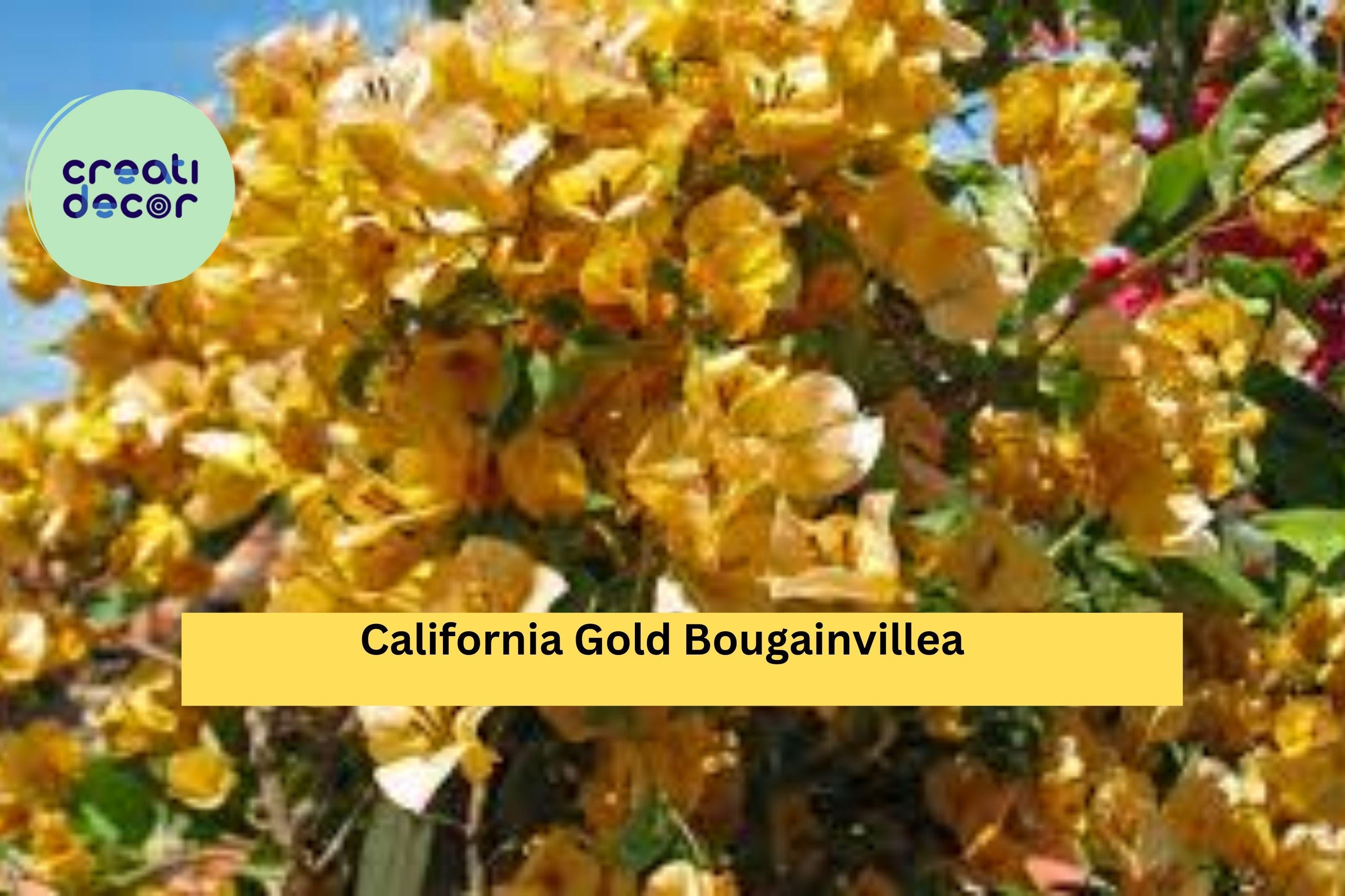 California Gold Bougainvillea Starter Plant – Well Rooted Plug, Ships Bare Root, Vibrant Golden Blooms for Garden or Patio, Hardy Zones 9–11