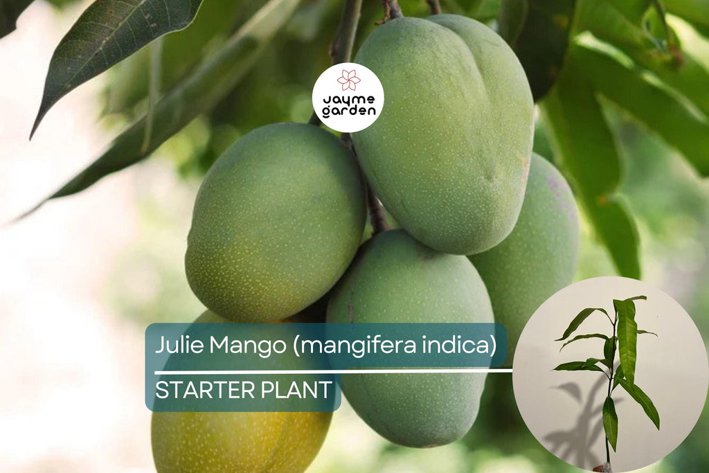 Julie Mango (Mangifera indica) Live Tree Seedling 1’-2’ | Tropical Fruit for Small Spaces | Sweet, Aromatic Mangoes