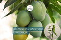 Julie Mango (Mangifera indica) Live Tree Seedling 1’-2’ | Tropical Fruit for Small Spaces | Sweet, Aromatic Mangoes